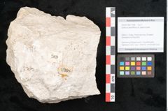Foto (Objekt + Etikett) von Quercus pessiliflora od. pedunculata (NHMW-GEO-2024-0188-11308)